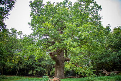 A tree in Panshanger Park, a former quarry turned outdoor space